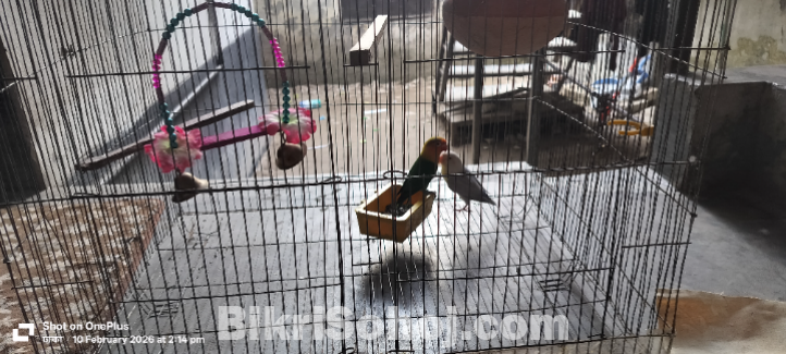 ডিম সহ ফুল সেটাপ লাভ বার্ড